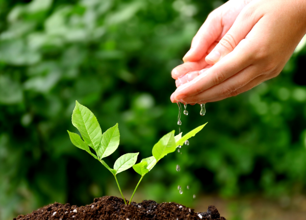 Planter son tout premier jardin : Guide du débutant