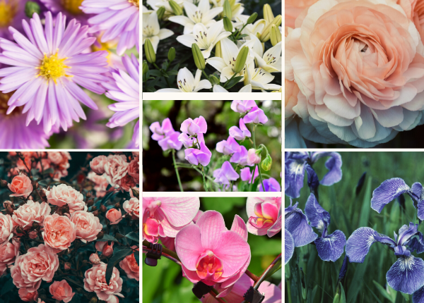 🌼🌺🌸 Exploring the Fascinating World of Flower Families: Diversity, Beauty, and Symbolism 🌻🌹🌷
