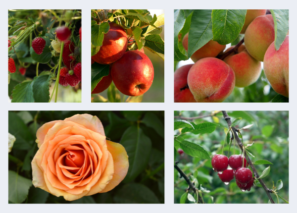 🌹 The Rosaceae Family: A Symphony of Beauty and Flavor 🍓🍏