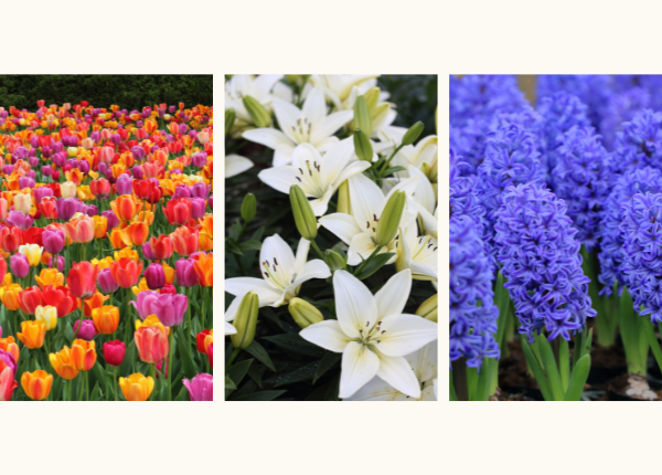 🌸 The Liliaceae Family: Embodying Elegance and Symmetry in the World of Lilies 🌷