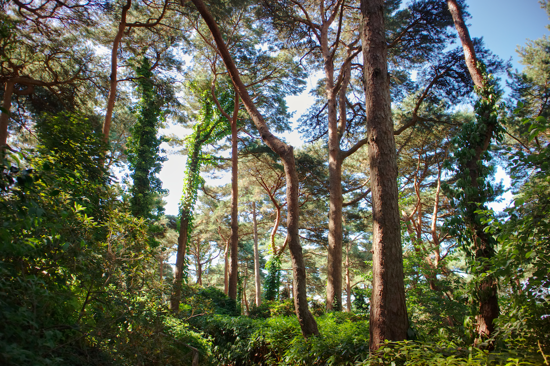 Choisir des arbres pour votre aménagement paysager : Questions à considérer pour un impact durable 🌳🍂