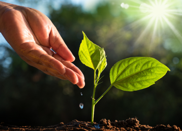 Nurturing Your Garden’s Best Friends 🌞🌱💧