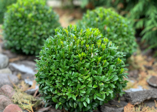 The Art of Choosing and Caring for Shrubbery: Your Garden’s Unsung Heroes 🌿