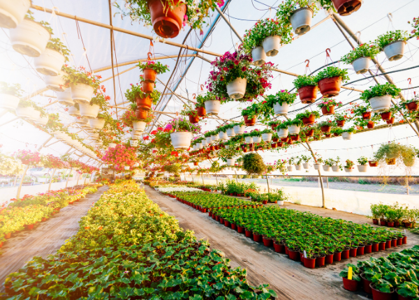 Lessons From My Heart-Grown Garden