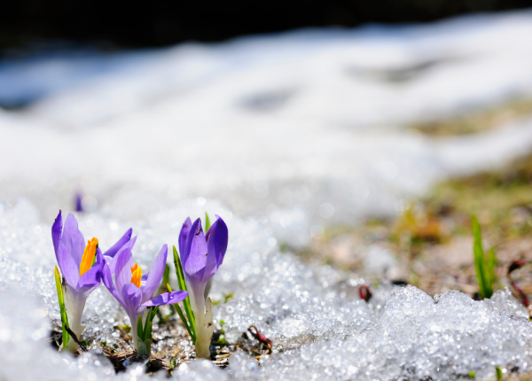Spring Awakening: A Comprehensive Guide to Planting and Enjoying Spring Blooms—from Trees to Tulips