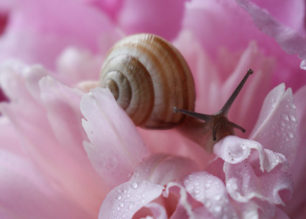 Embrace the Beauty of Slow Flowers and Slow Gardening