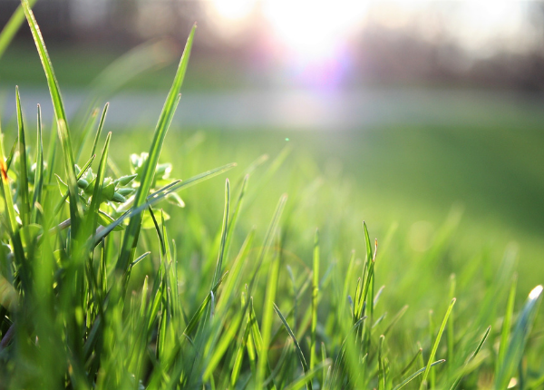 Revolutionizing Gardensitting: Meeting the Unmet Needs of Garden Owners 🌿💼