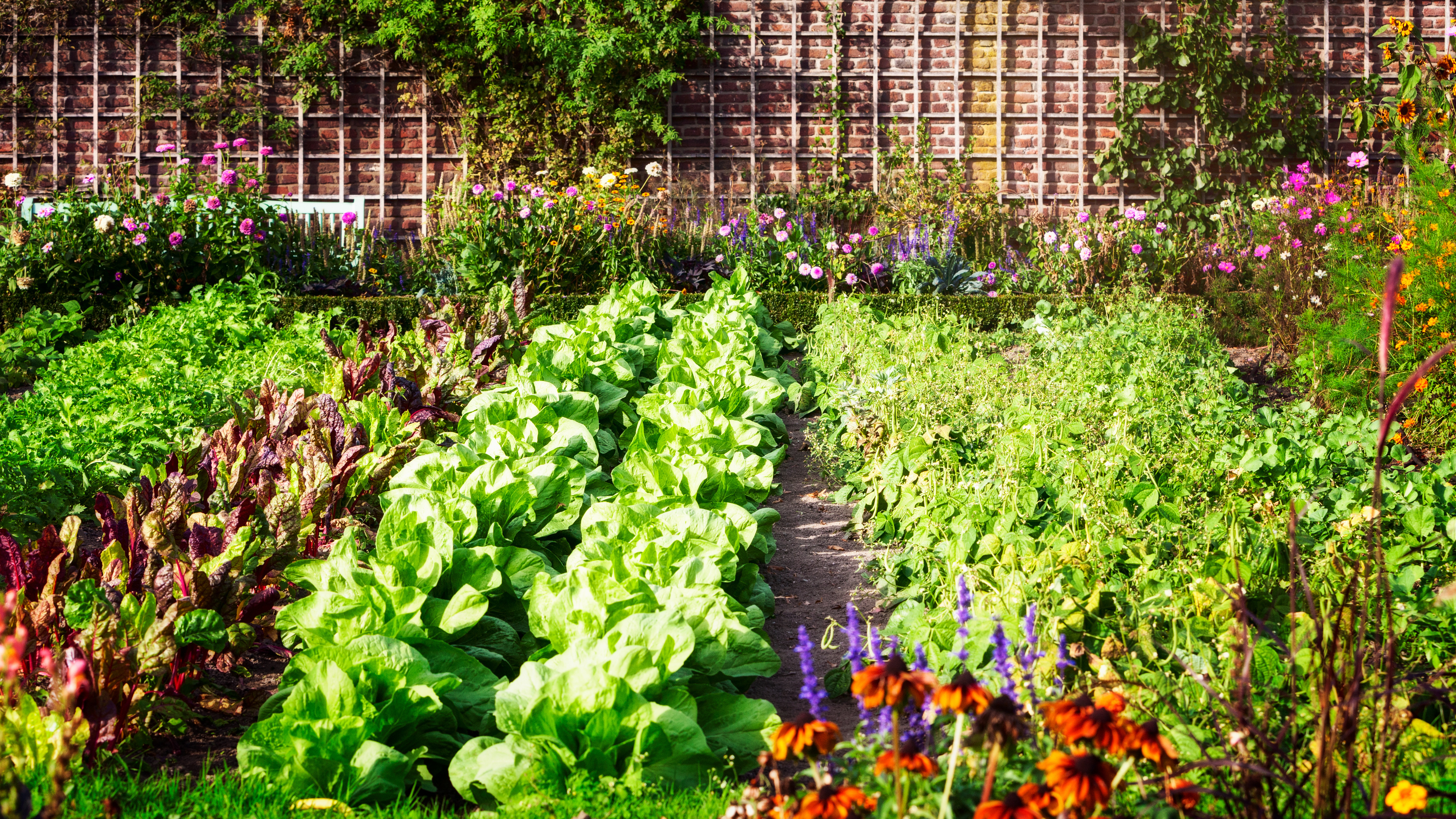 The Joy of Cultivating Your Own Kitchen Garden 🌱🍅