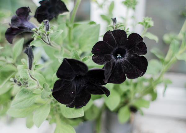 Embrace the Dark Side: Creating Drama with a Black Garden Color Theme